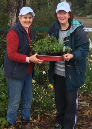 Two ladies standing in a garden, holding a tray of plants
